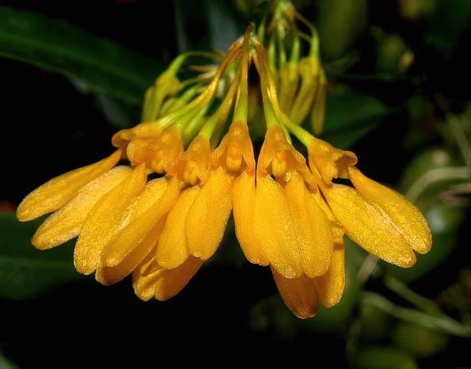 Bulbophyllum macroleum