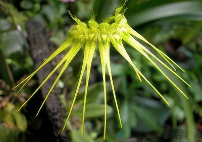 Bulbophyllum pectenveneris alba