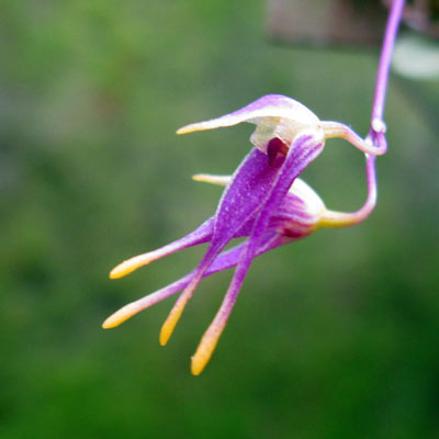 Bulbophyllum planibulbe