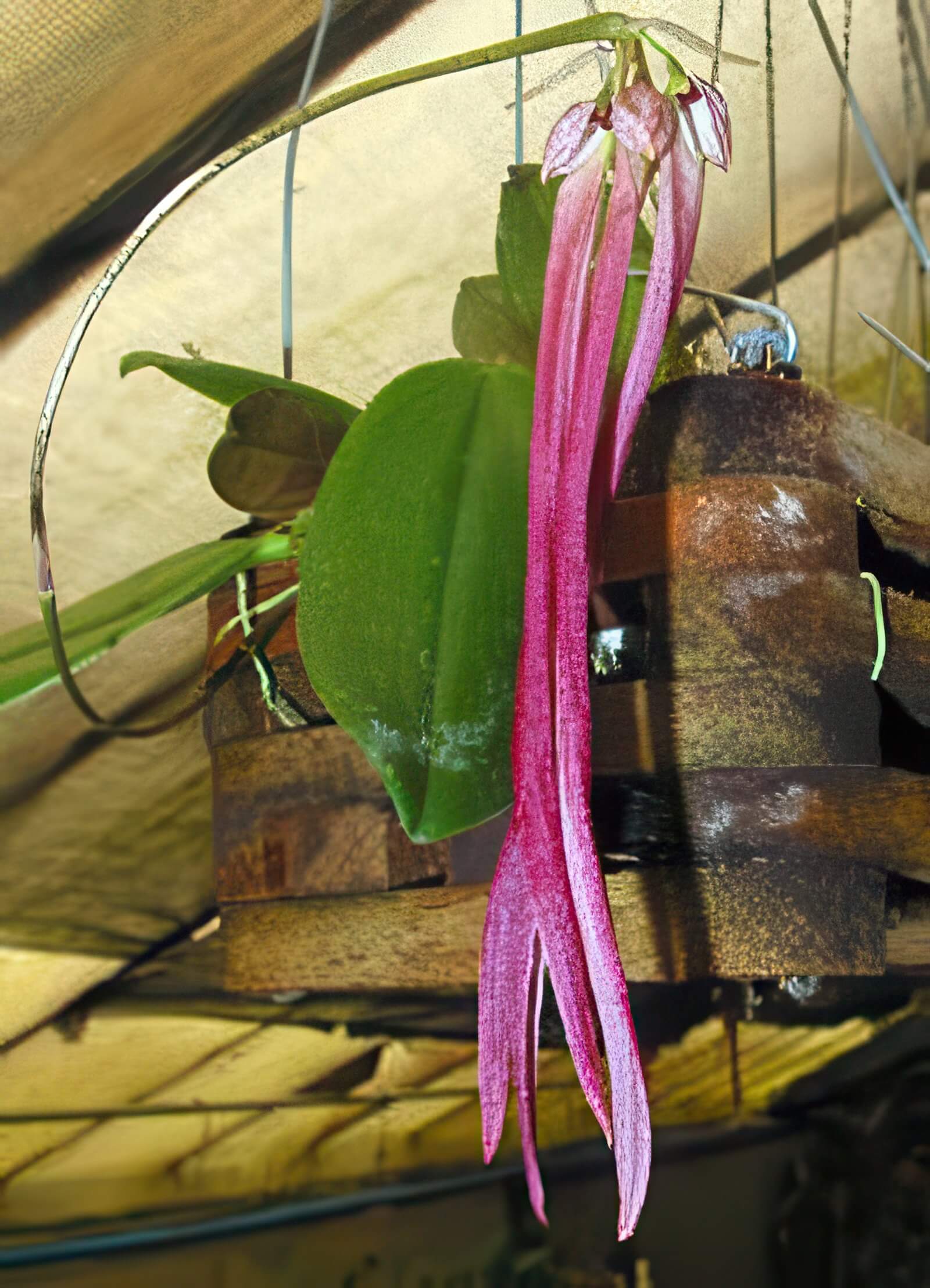 Bulbophyllum plumatum