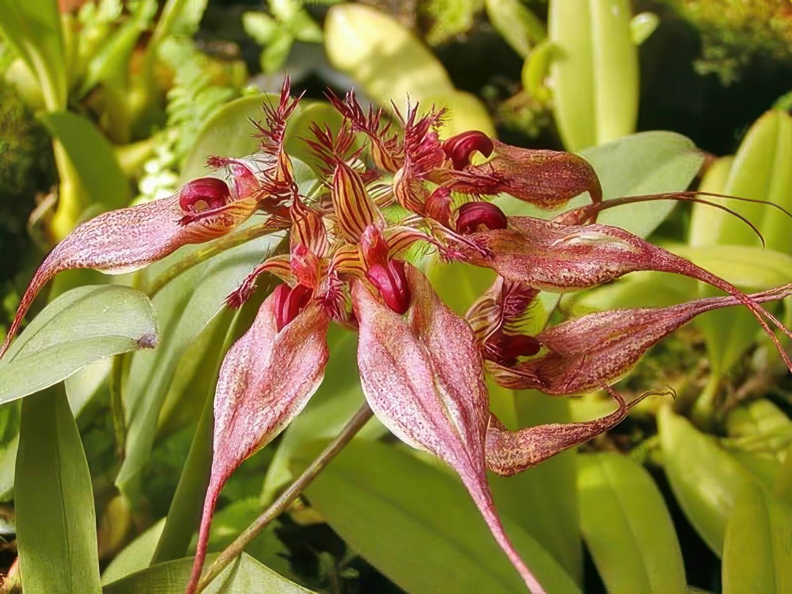 Bulbophyllum rothschildianum