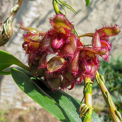 Bulbophyllum sigaldiae