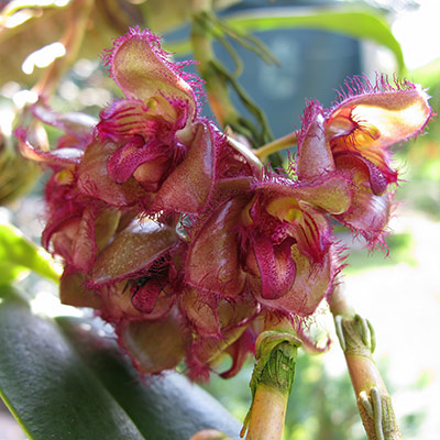 Bulbophyllum sigaldiae