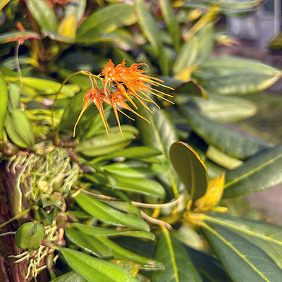 Bulbophyllum taiwanense