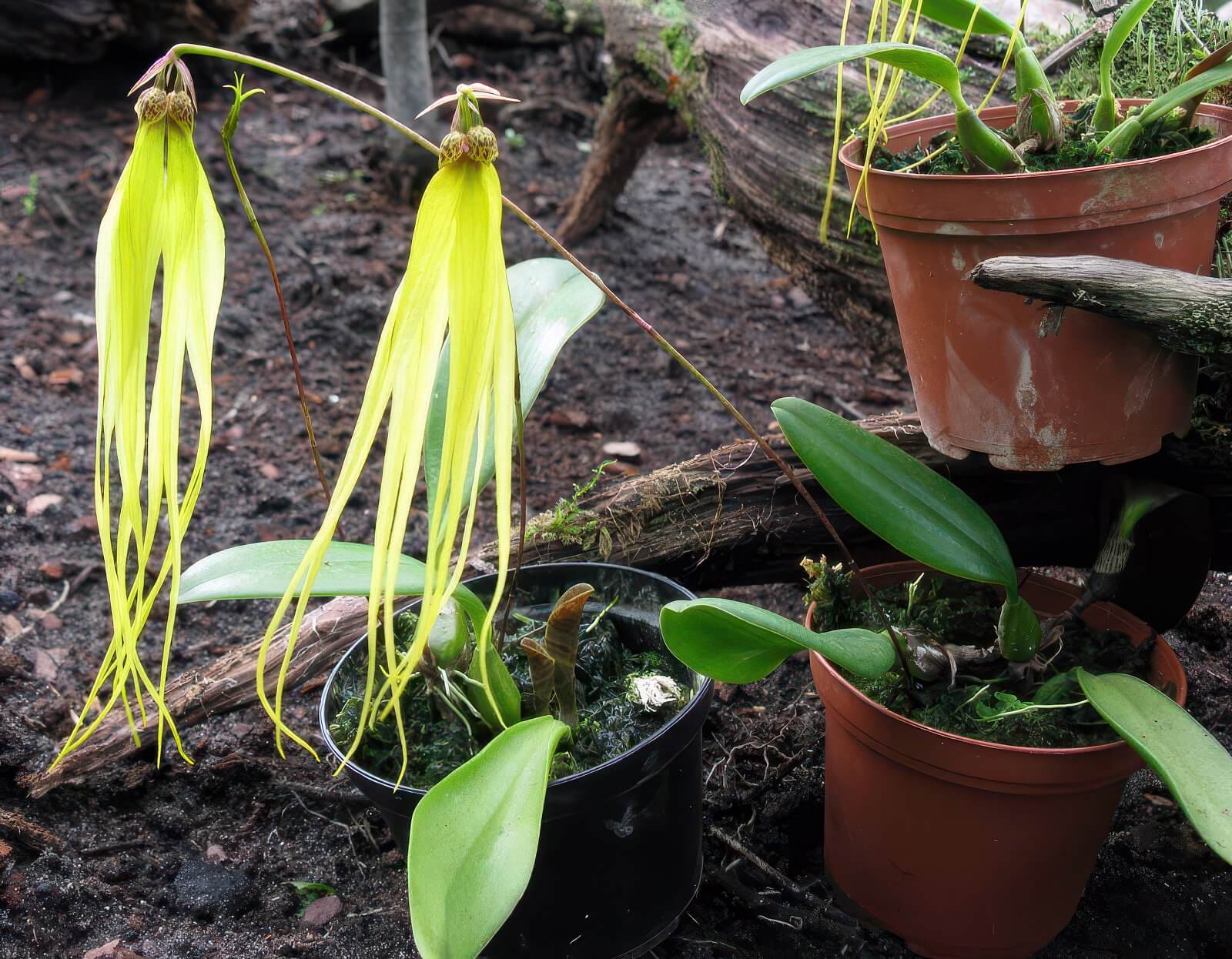 Bulbophyllum thiurum