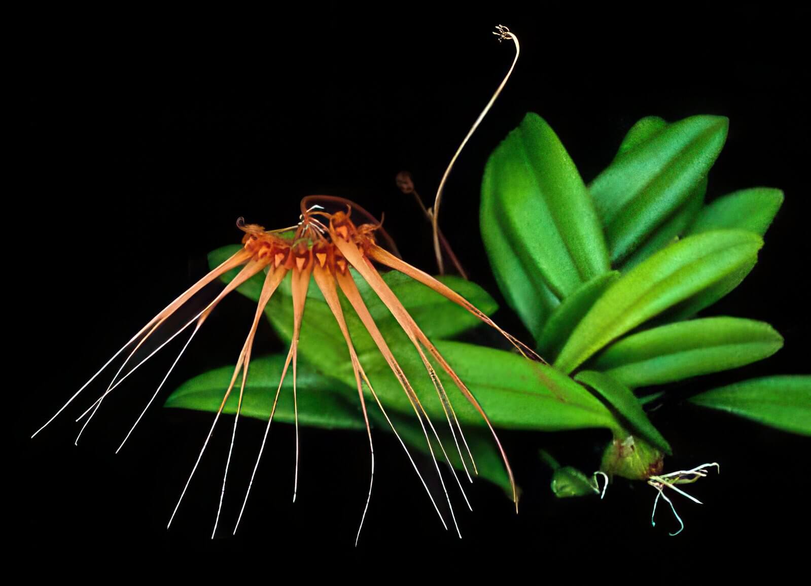 Bulbophyllum tingabarinum