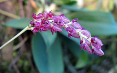 Bulbophyllum triste