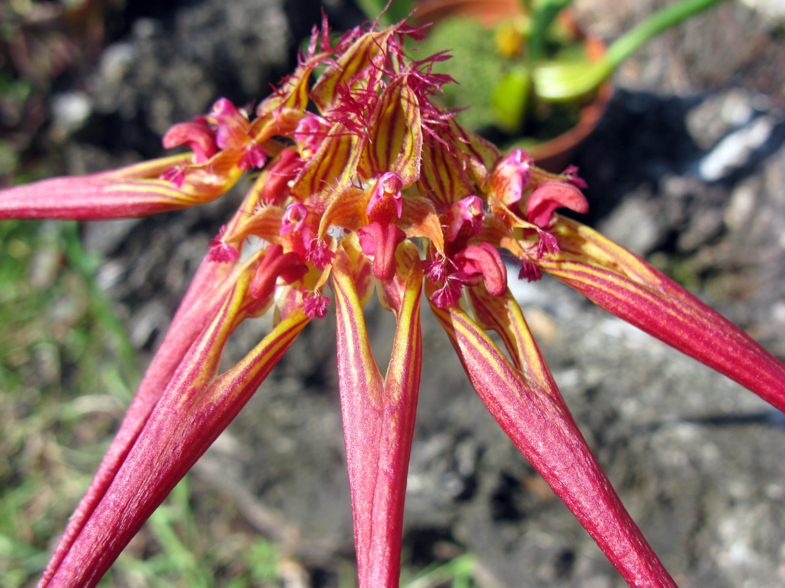 Bulbophyllum wendlandianum