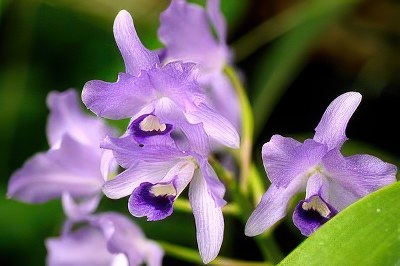 Cattleya bowringiana var. coerulea