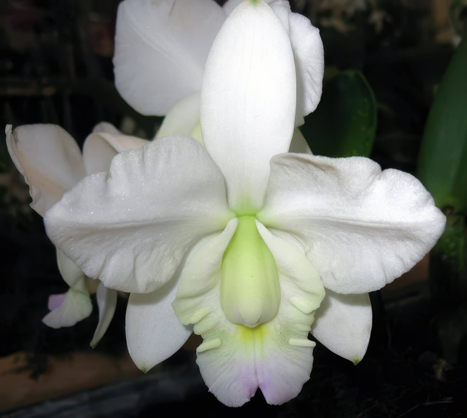 Cattleya   x dolosa, var. semi-alba