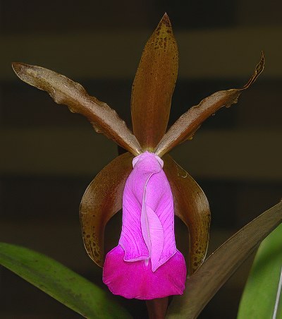 Cattleya dormaniana