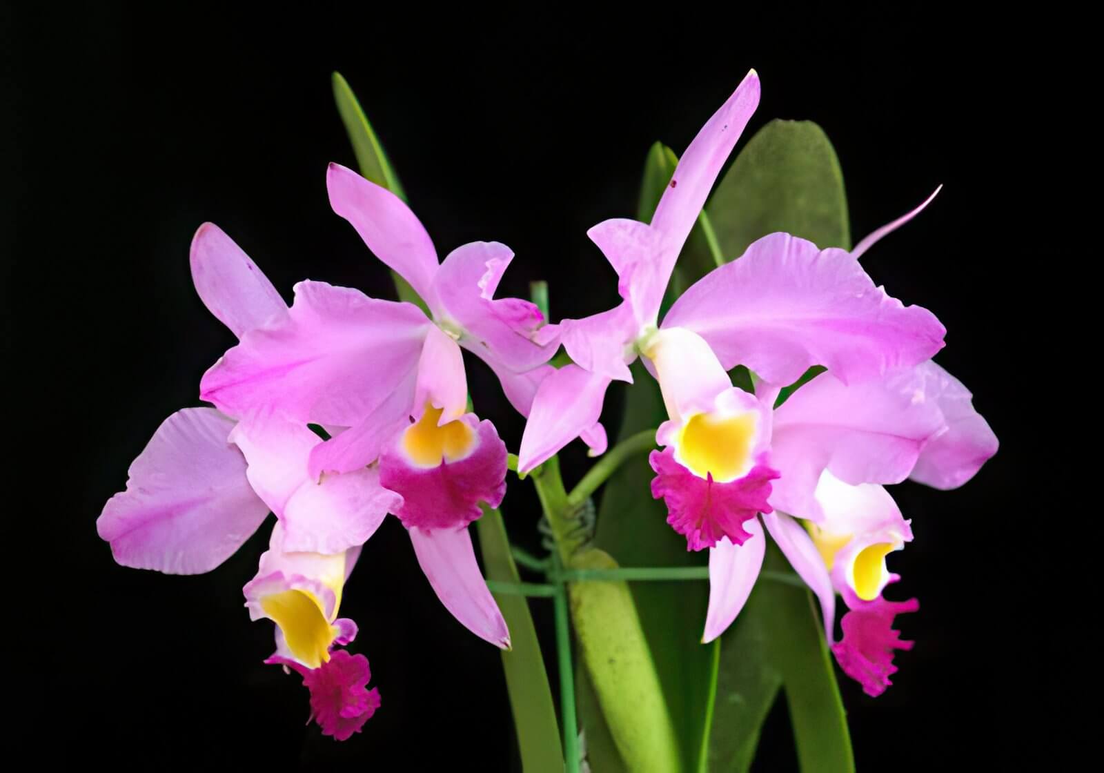 Cattleya eldorado ,Mount Ito'