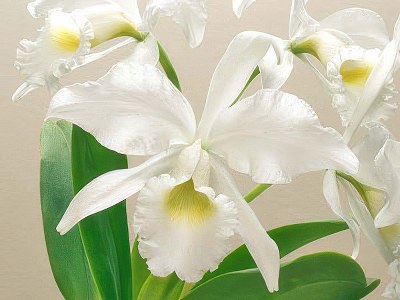 Cattleya gaskelliana alba
