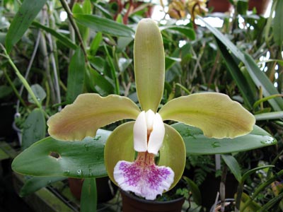 Cattleya granulosa