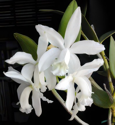Cattleya intermedia alba