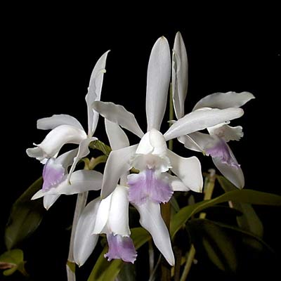 Cattleya intermedia concolor