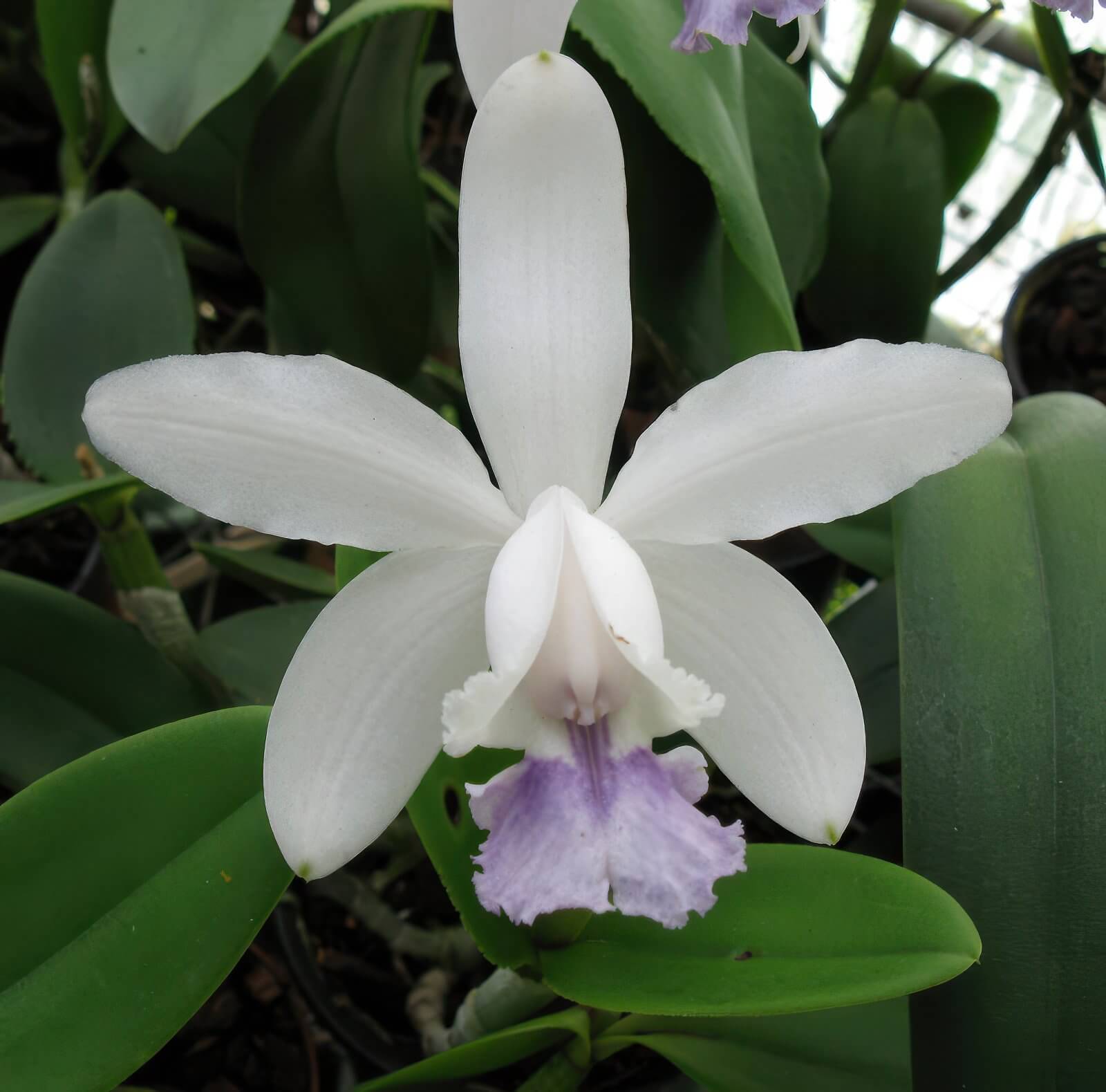 Cattleya intermedia var.: Coerulea