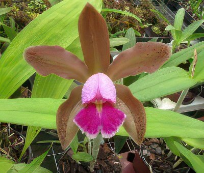 Cattleya leopoldii x Cattleya forbesii