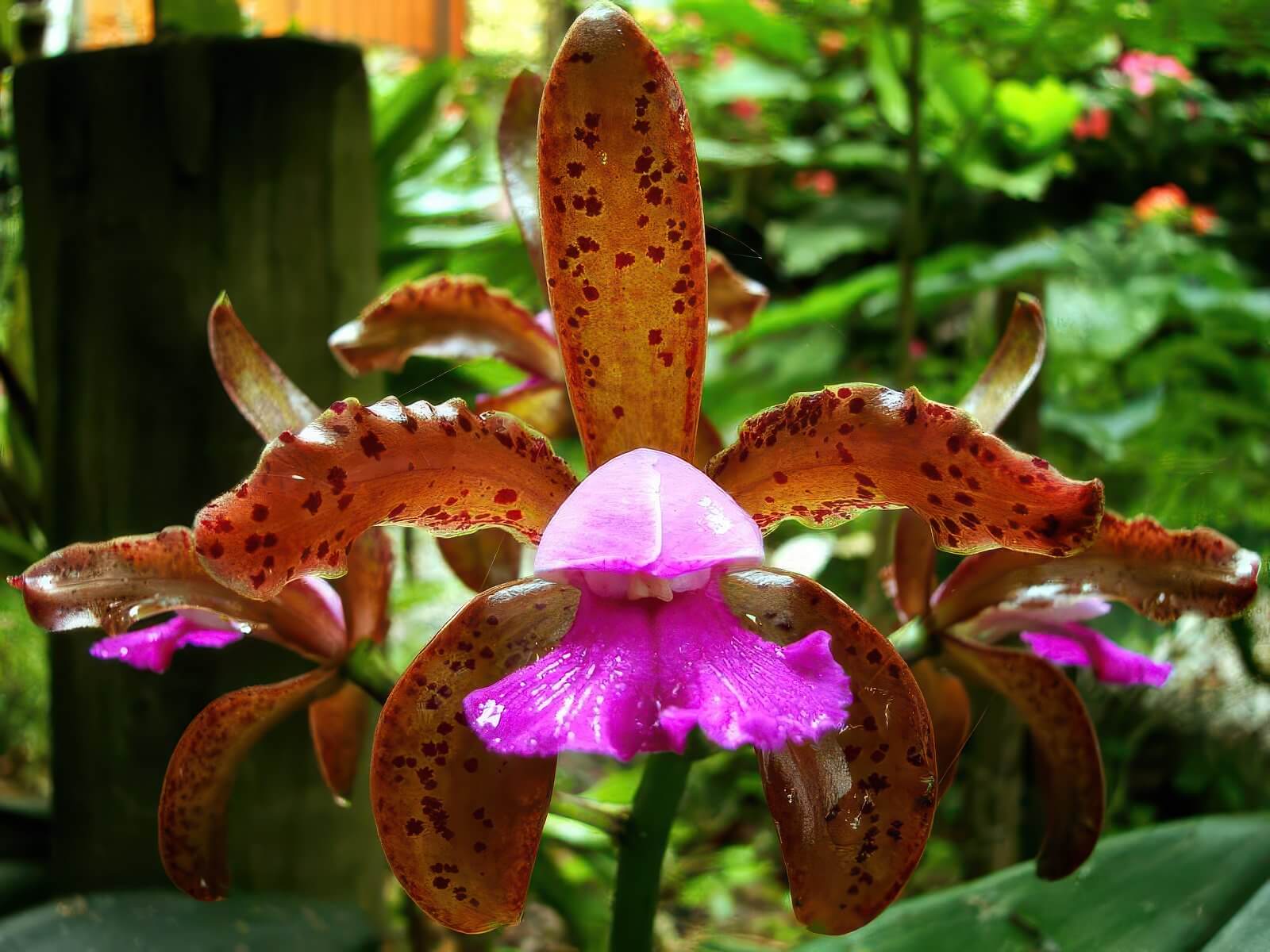 Cattleya leopoldii