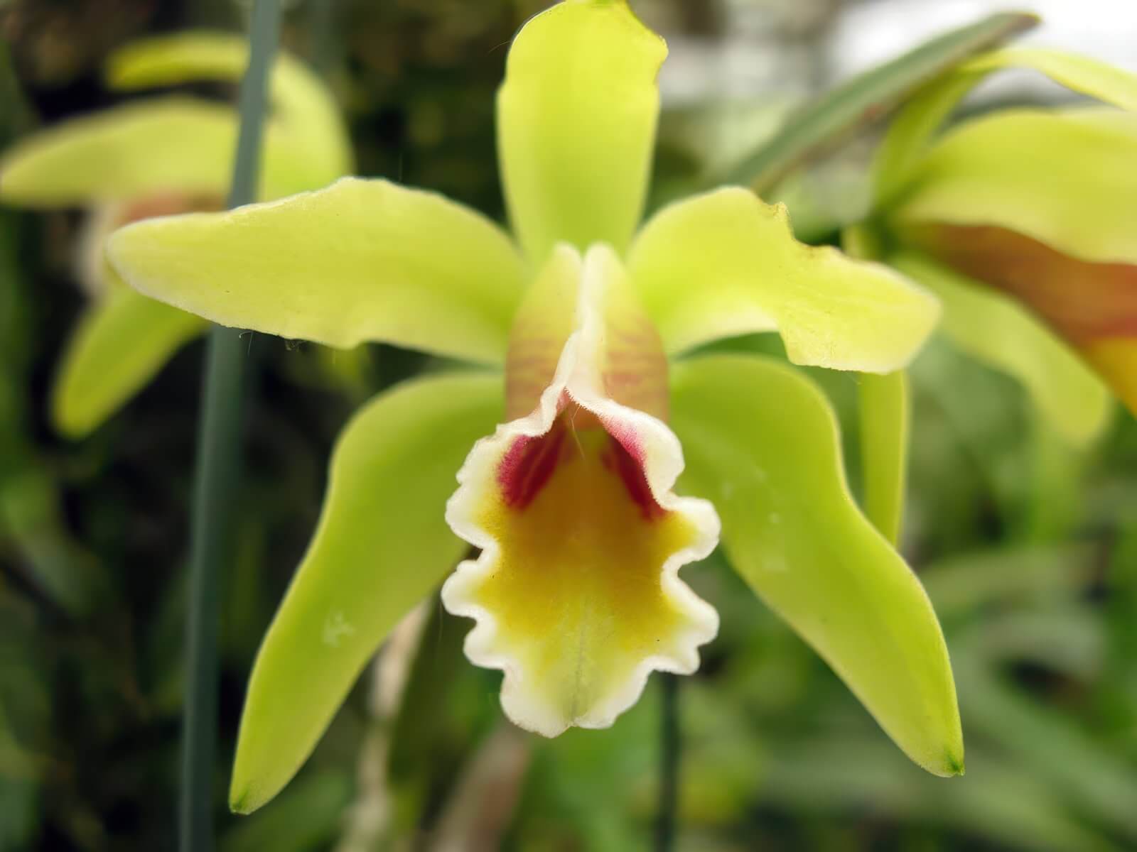 Cattleya luteola