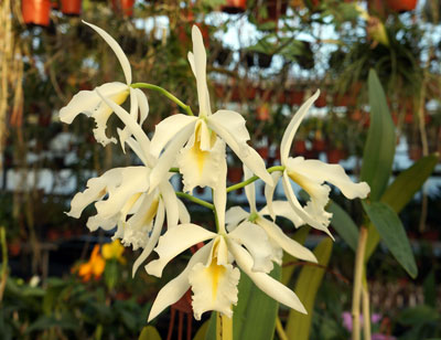 Cattleya maxima alba