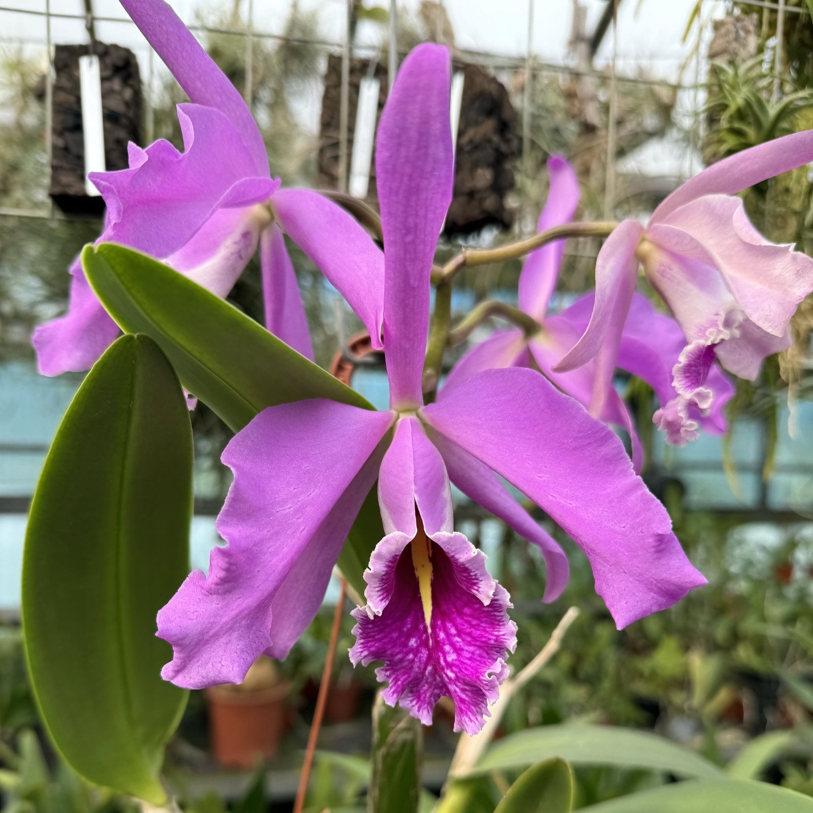 Cattleya maxima (dark type from selected parents, highland form)
