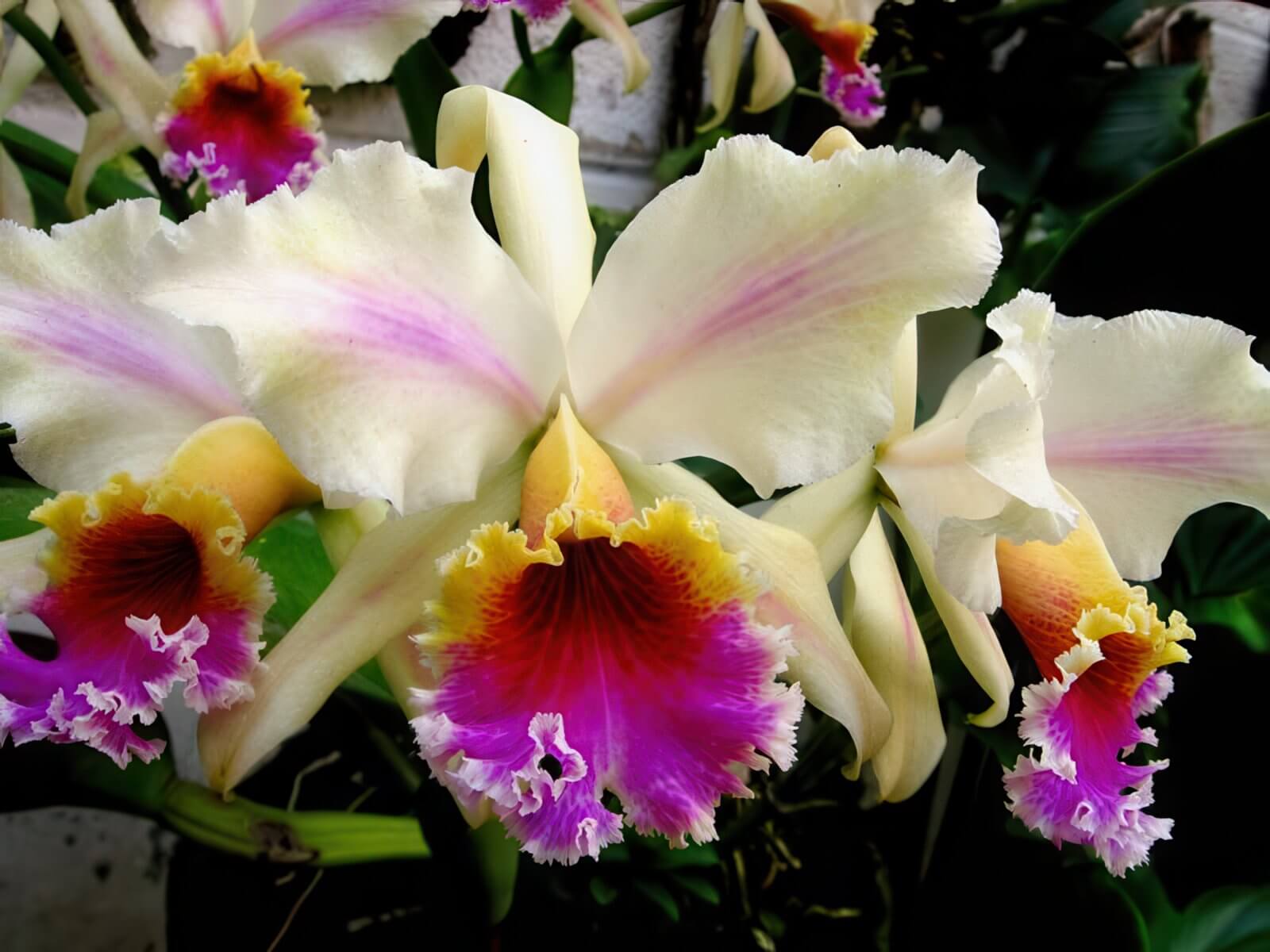 Cattleya rex