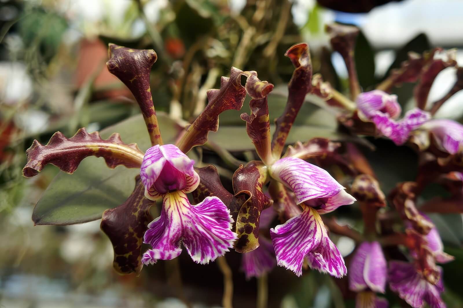 Cattleya schilleriana