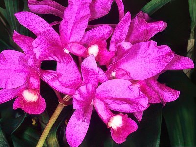 Cattleya skinneri "Heiti Jacobs"