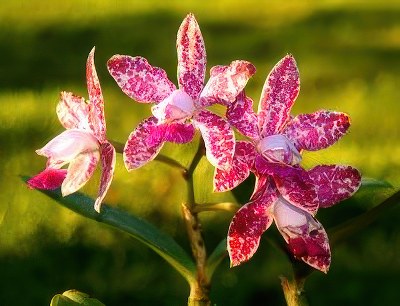 Cattleya Sophia Martin x Thospol Spot