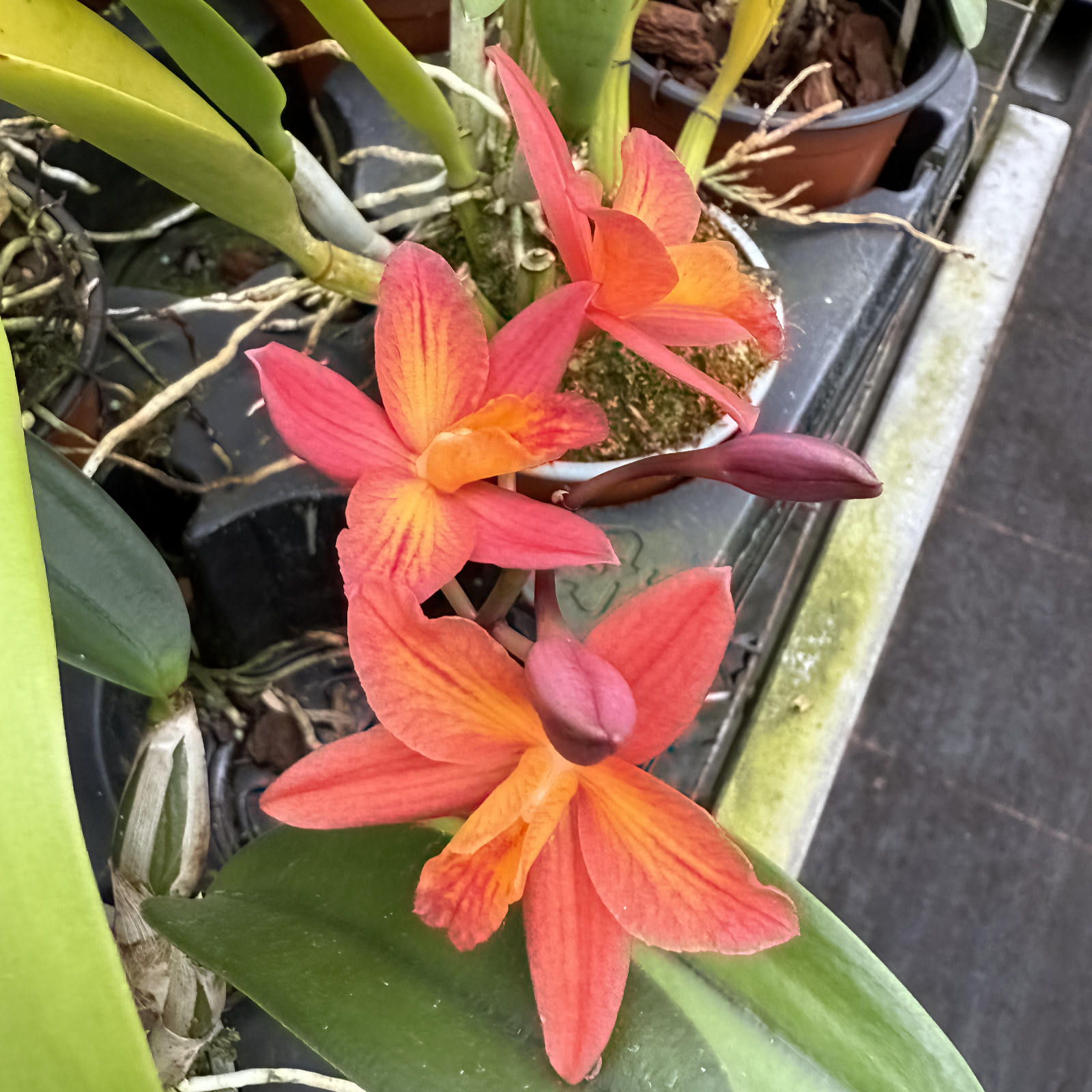 Cattleya Tangerine Fire 'Mini Sun'