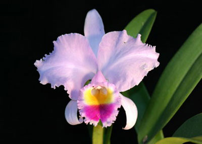 Cattleya trianae