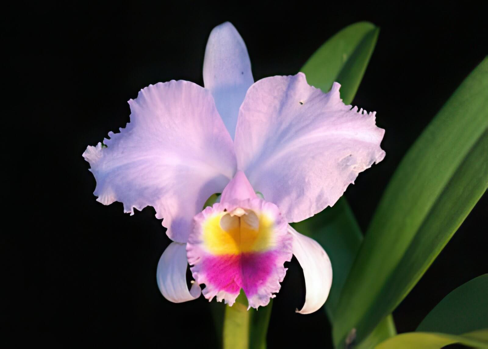 Cattleya trianae