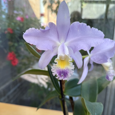 Cattleya Valentine fm. coerulea