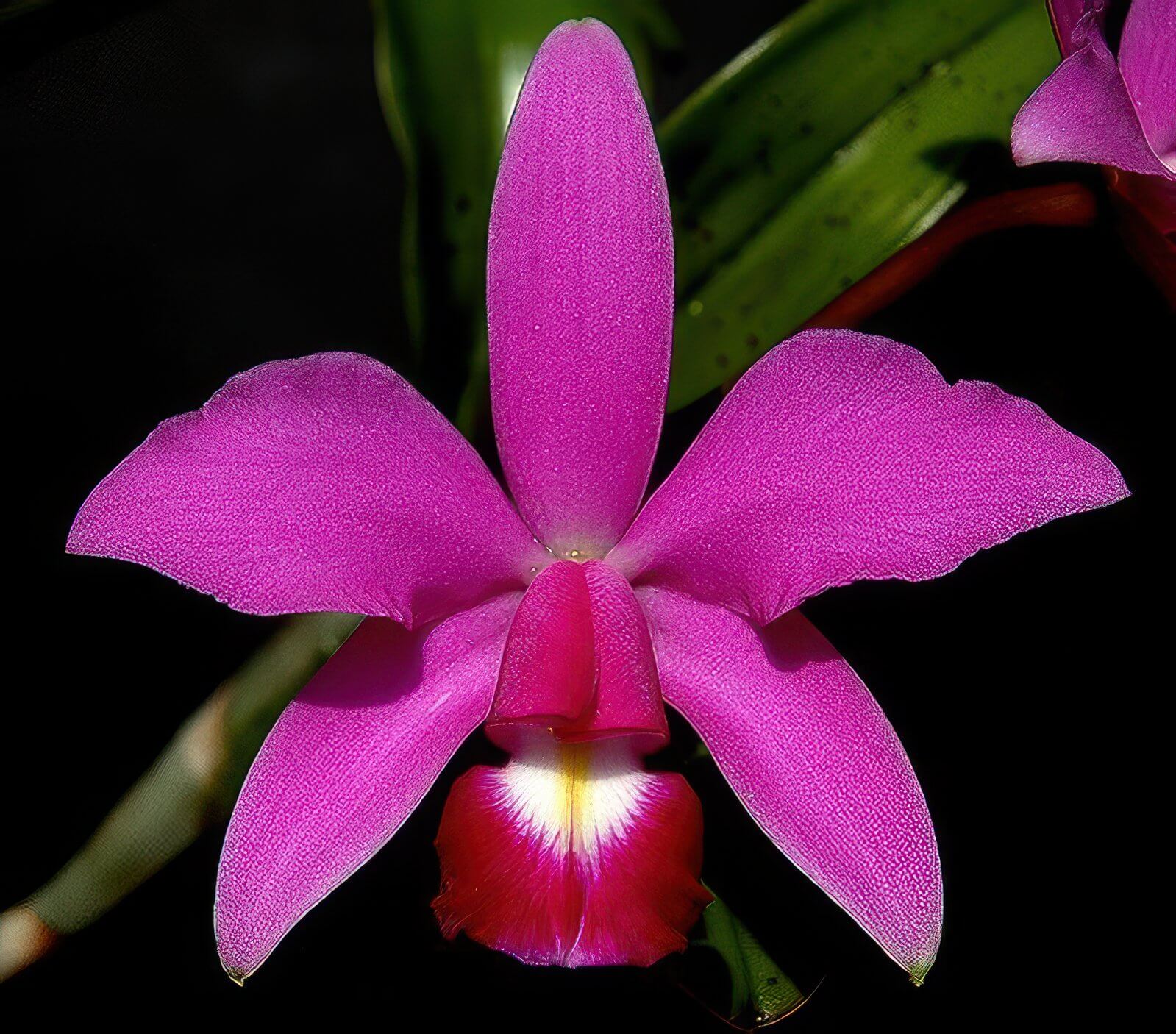 Cattleya violacea