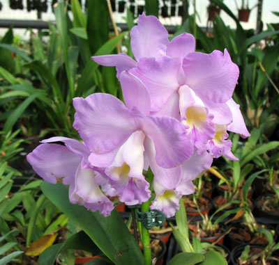 Cattleytonia Doris and Byron ,Christmas Rose'