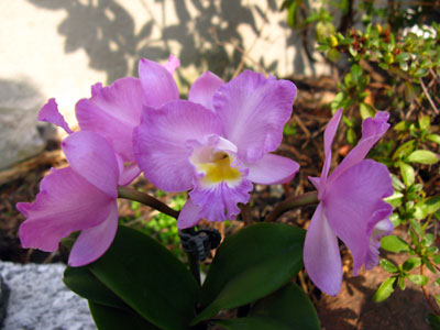 Cattleytonia Doris and Byron ,Christmas Rose'