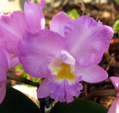 Cattleytonia Doris and Byron ,Christmas Rose'