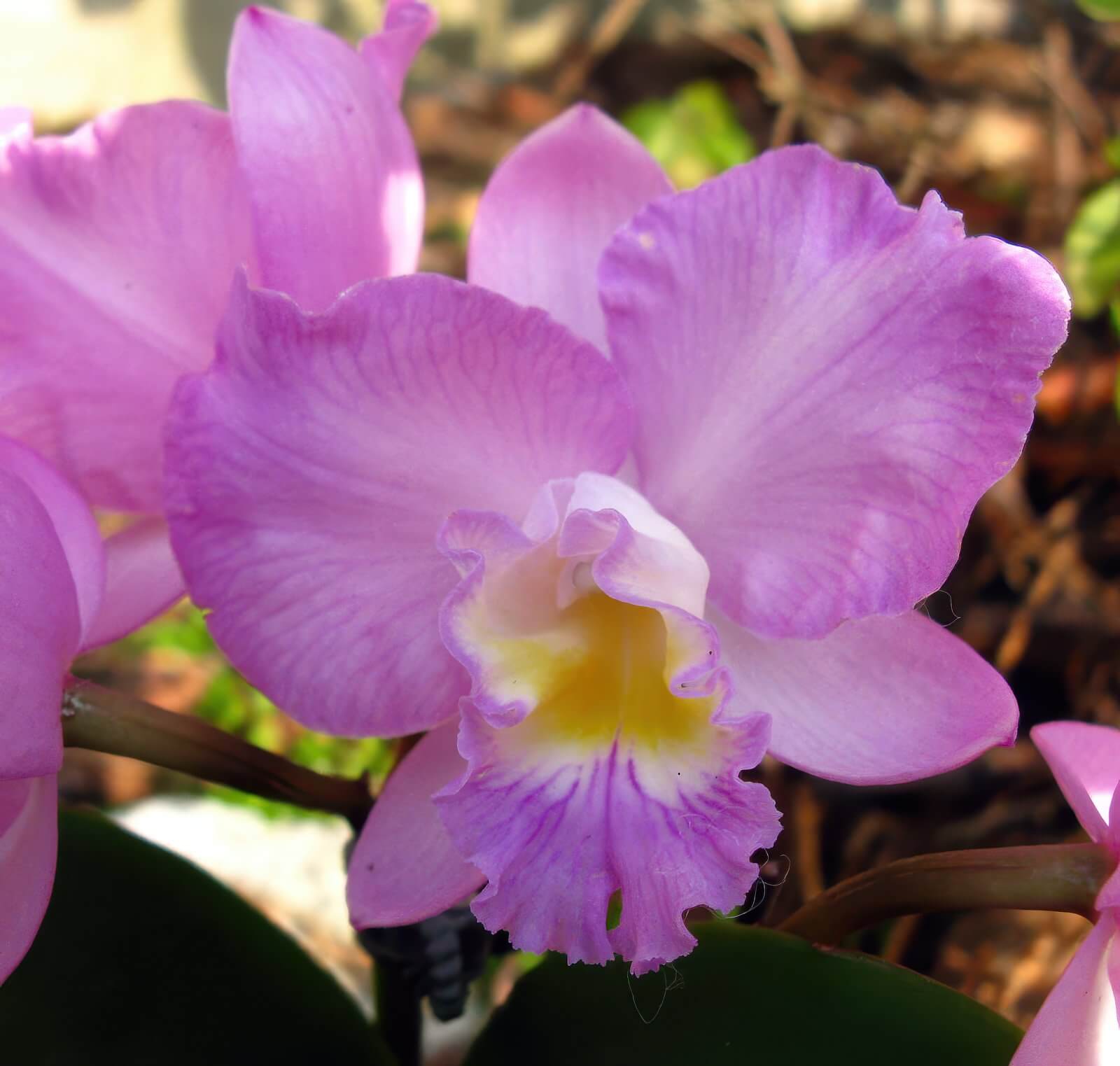 Cattleytonia Doris and Byron ,Christmas Rose'