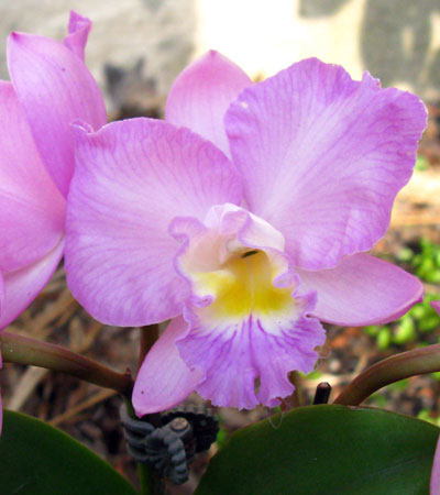 Cattleytonia Doris and Byron ,Christmas Rose'