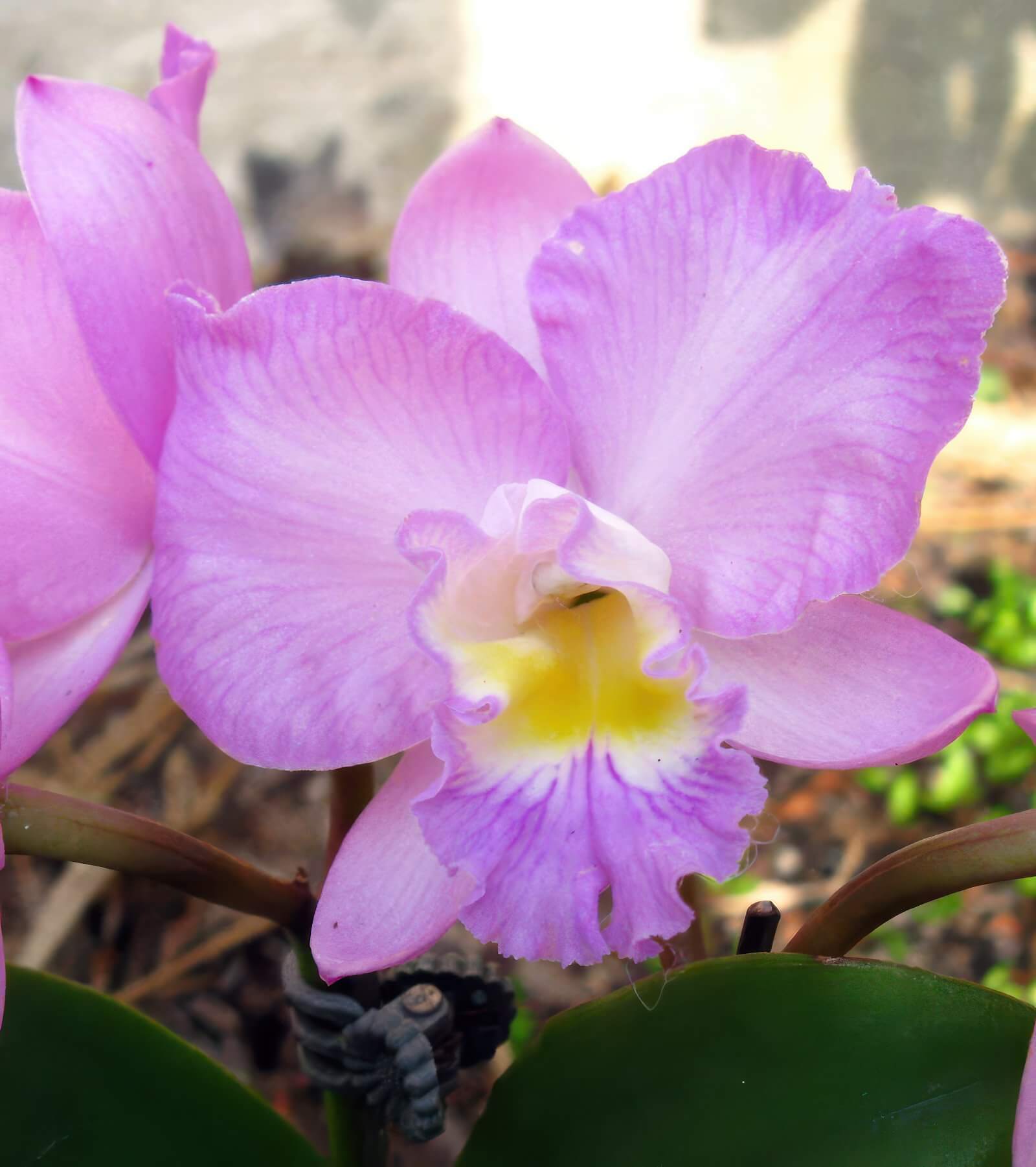 Cattleytonia Doris and Byron ,Christmas Rose'