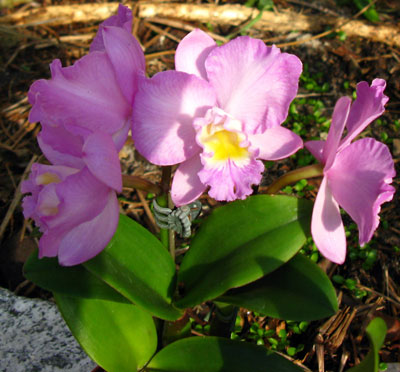 Cattleytonia Doris and Byron ,Christmas Rose'