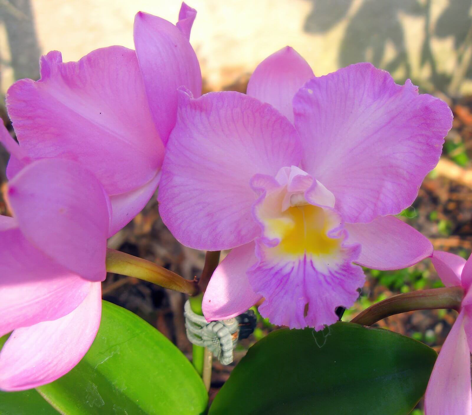Cattleytonia Doris and Byron ,Christmas Rose'