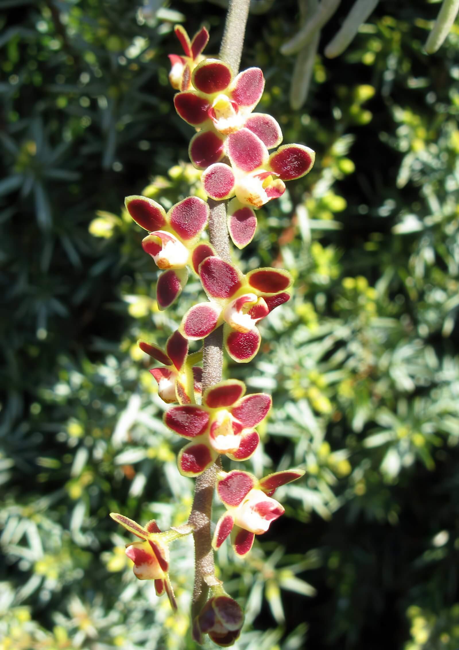 Chiloschista lunifera red