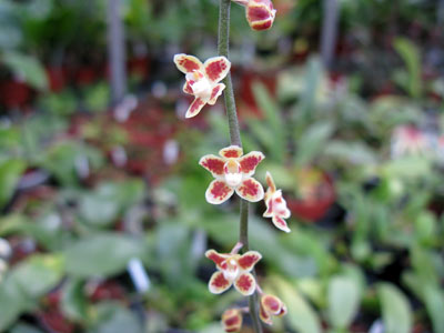 Chiloschista lunifera