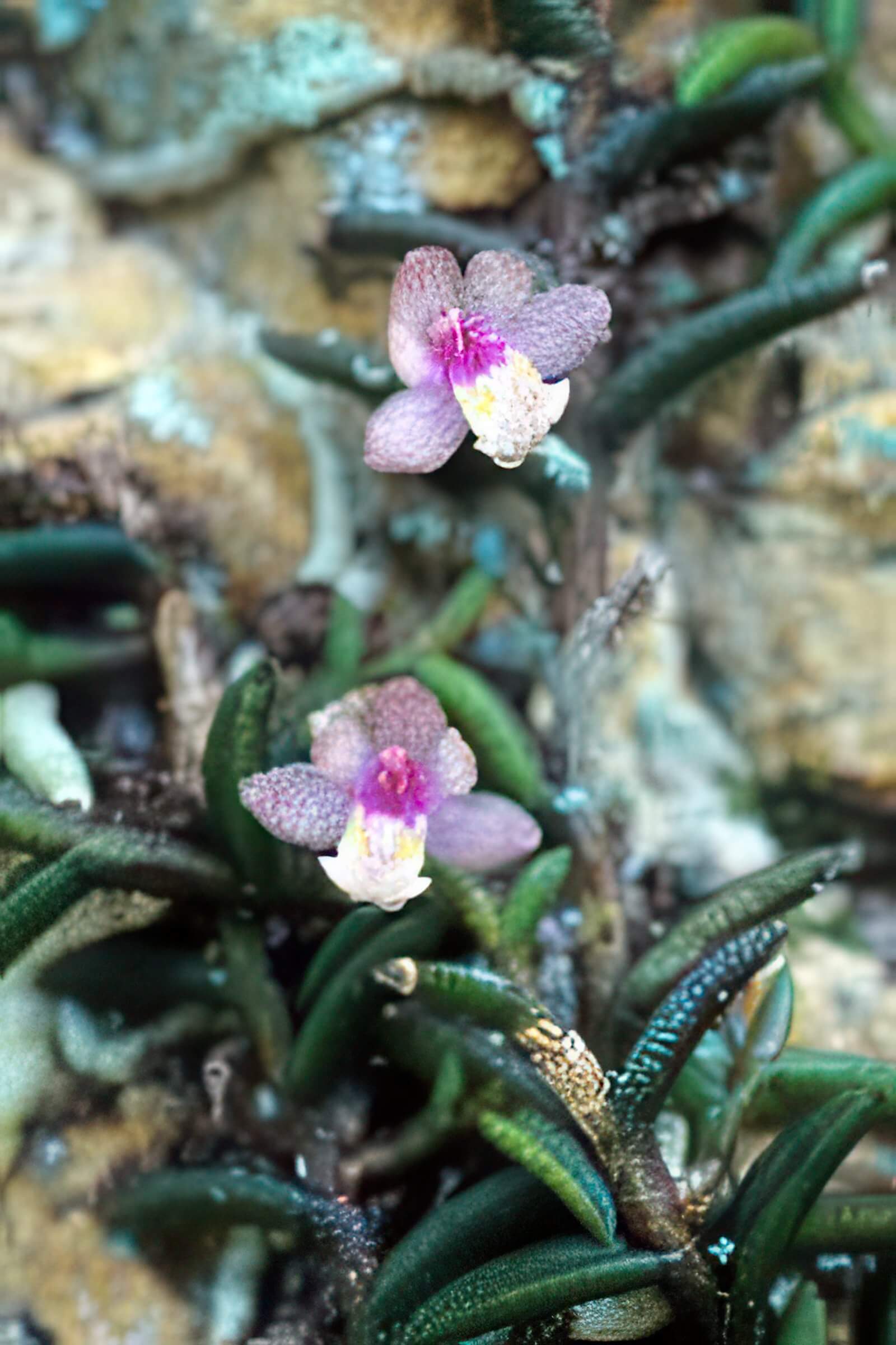 Cleisostoma scolopendrifolium