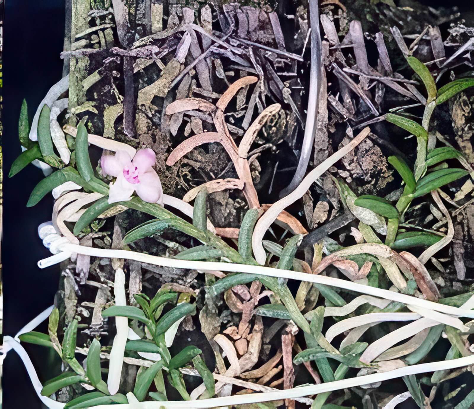 Cleisostoma scolopendrifolium