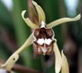 Coelogyne dayana