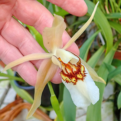 Coelogyne eberhardtii