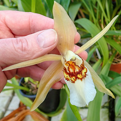 Coelogyne eberhardtii